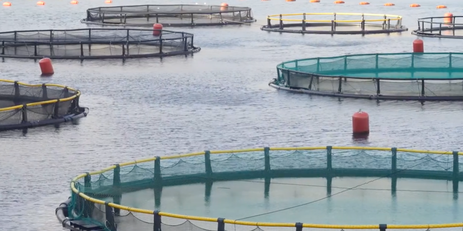 Maricoltura in-shore o off-shore